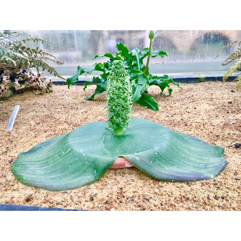 Massonia ‘Whiteheadia’ bifolia 種子3顆/份 | 蝦皮購物