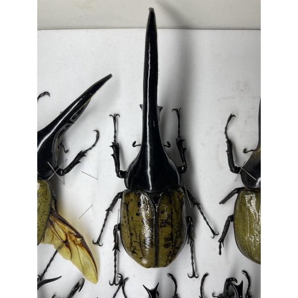 「虫話區甲蟲生態館」甲蟲標本