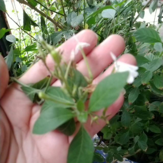 白鶴靈芝草苗 仙鶴草