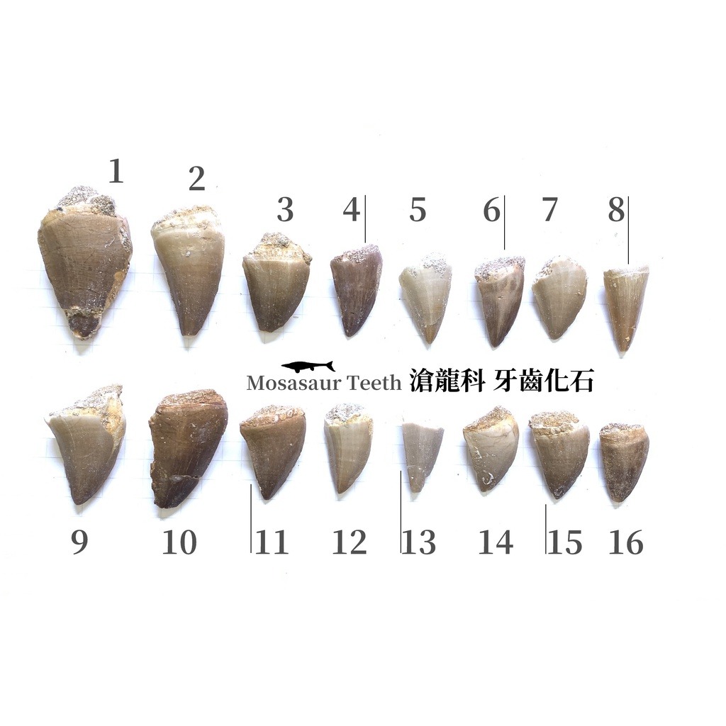 【滄龍】真品 Mosasaur 滄龍牙4 牙齒化石 白堊紀 爬蟲類 自然科學 恐龍 | 蝦皮購物