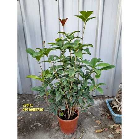 各式桂花盆栽 台灣桂花(4吋)