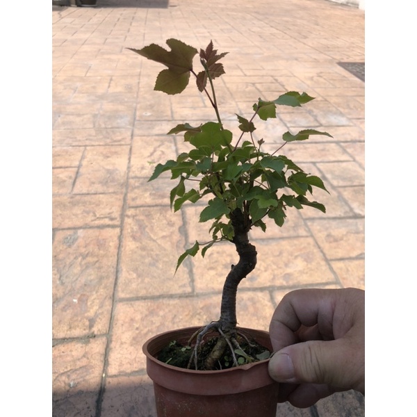 楓香黄楓🍁｜3.5吋盆～小品精品盆栽| 蝦皮購物