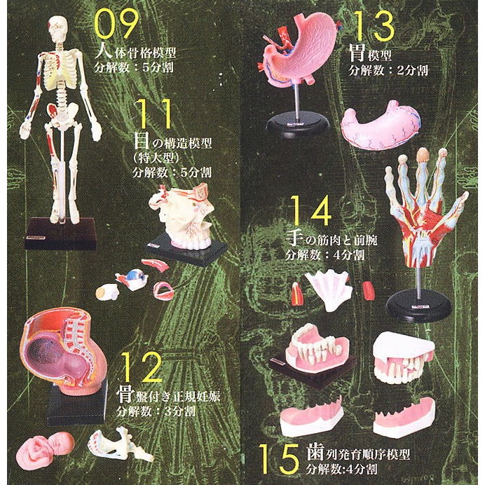 新品・フルコンプ】原色人体解剖図鑑Ⅱ 16個入（新品