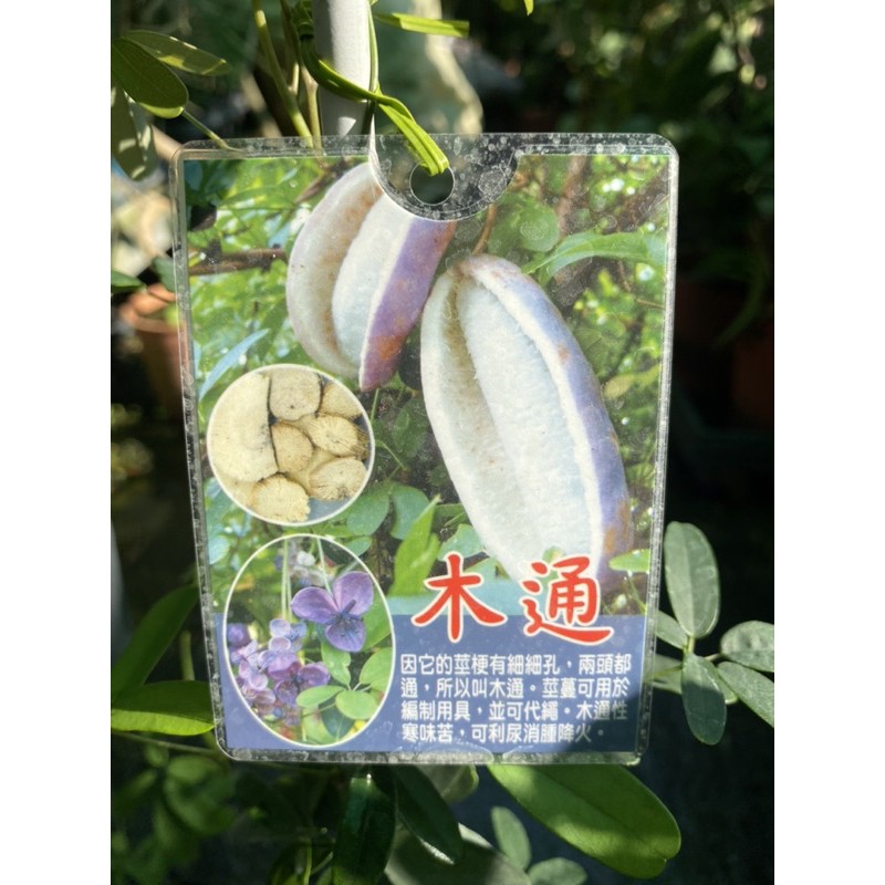 《花果山🐒》 -- 木通 （臺灣木通）可綠化/實用/入藥等 | 蝦皮購物