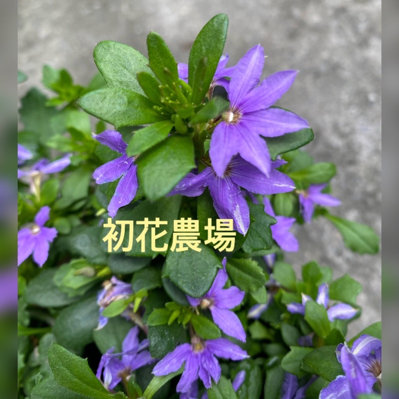 初花農場2店｜紫扇花/粉扇花｜5寸盆｜顏色隨機出貨｜多年生草本植物，開花似扇子般層疊｜～特價180 | 蝦皮購物