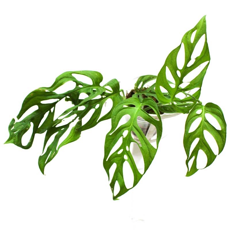 monstera obliqua los tayos |