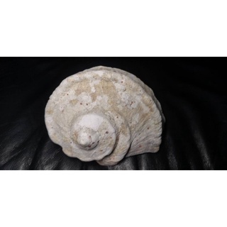 貝置物　3個　夜光貝他 貝置物 3個 夜光貝他 置物