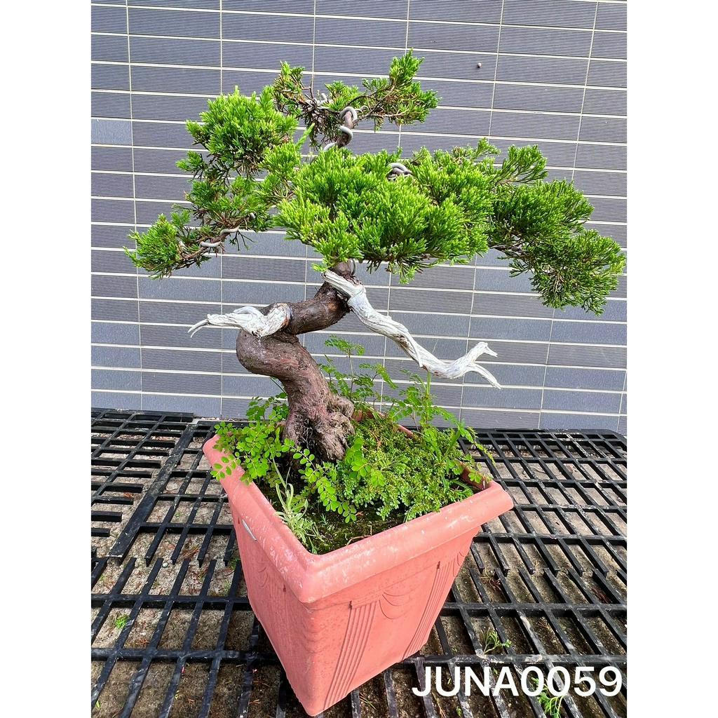 激安/新作 真柏盆栽 植物/観葉植物 - studioarq20.com.br