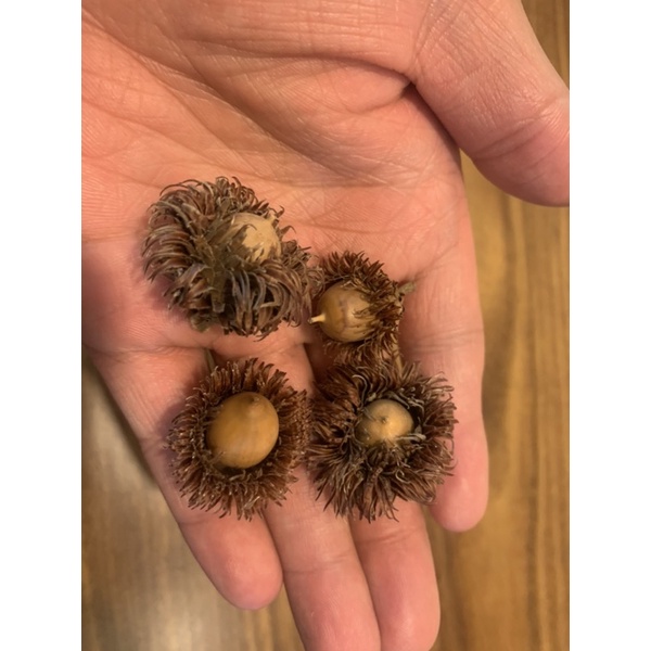 槲樹 橡實（殼斗科） | 蝦皮購物
