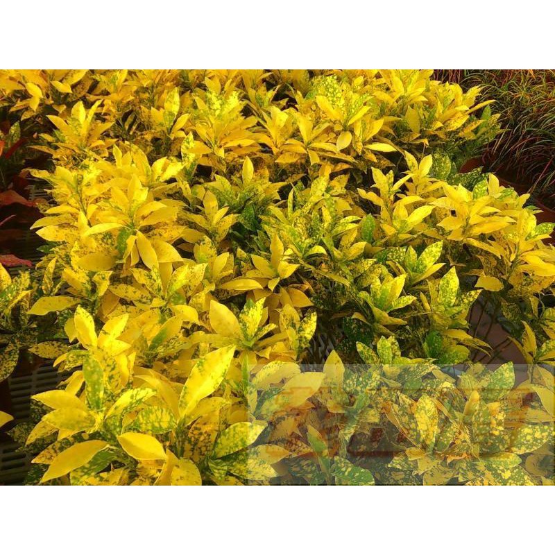 花田里＊】撒金變葉木 5吋盆 | 蝦皮購物