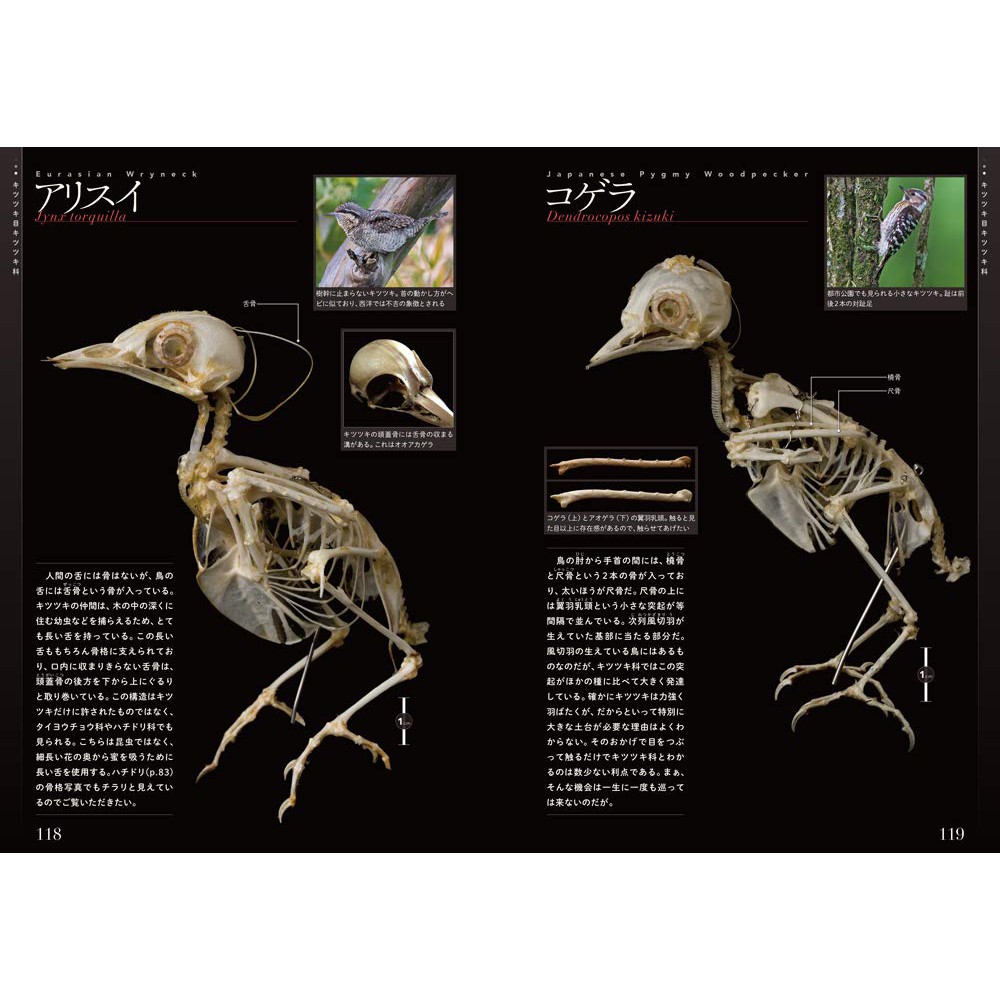 鳥の翼標本、骨格標本 4点おまとめ - www.e-life-sp.co.jp