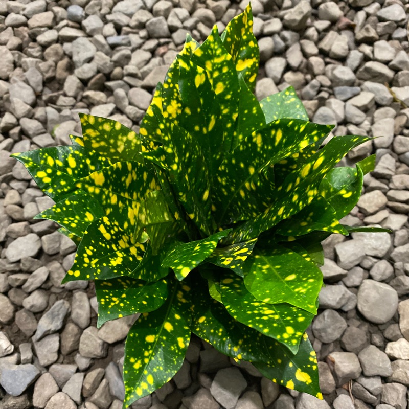 水耕植物 撒金變葉木 日照充足 葉子鮮豔 | 蝦皮購物