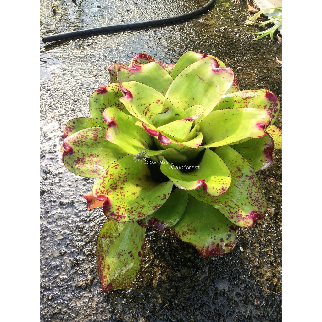 漫活雨林Neoregelia Super Ninja 超級忍者/五彩積水鳳梨/積水 漫活雨林Neoregelia Super Ninja 超級忍者/五彩積水鳳梨/積水