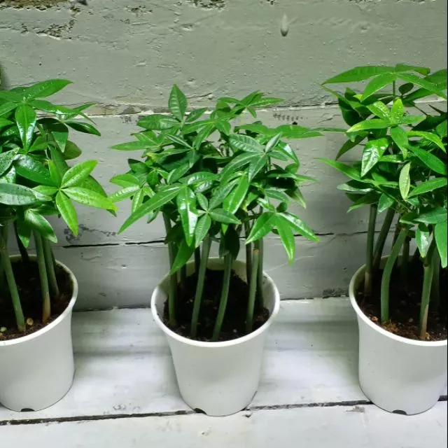 samgreen開運招財樹3吋白高盆附白水盤