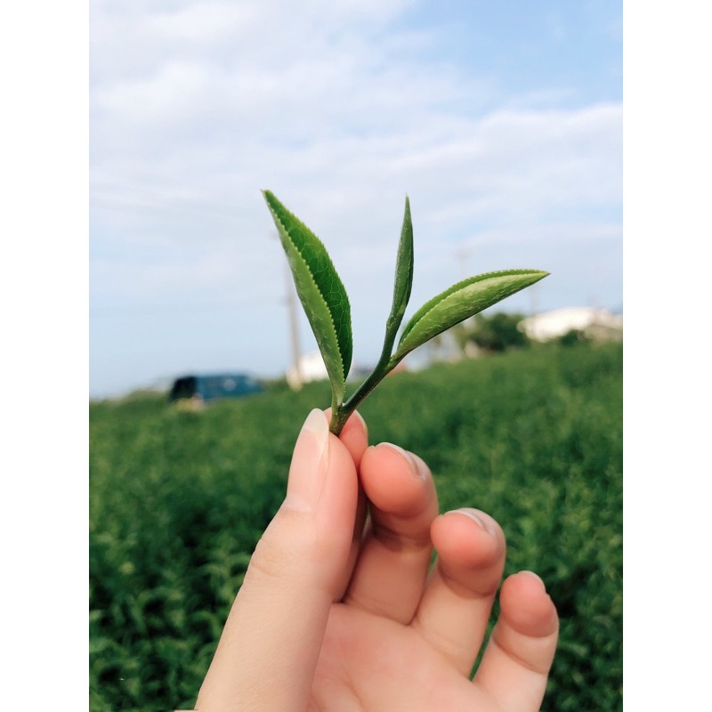 東昇茶行x蜜香紅茶x四兩800元x2006年榮獲世界冠軍| 蝦皮購物