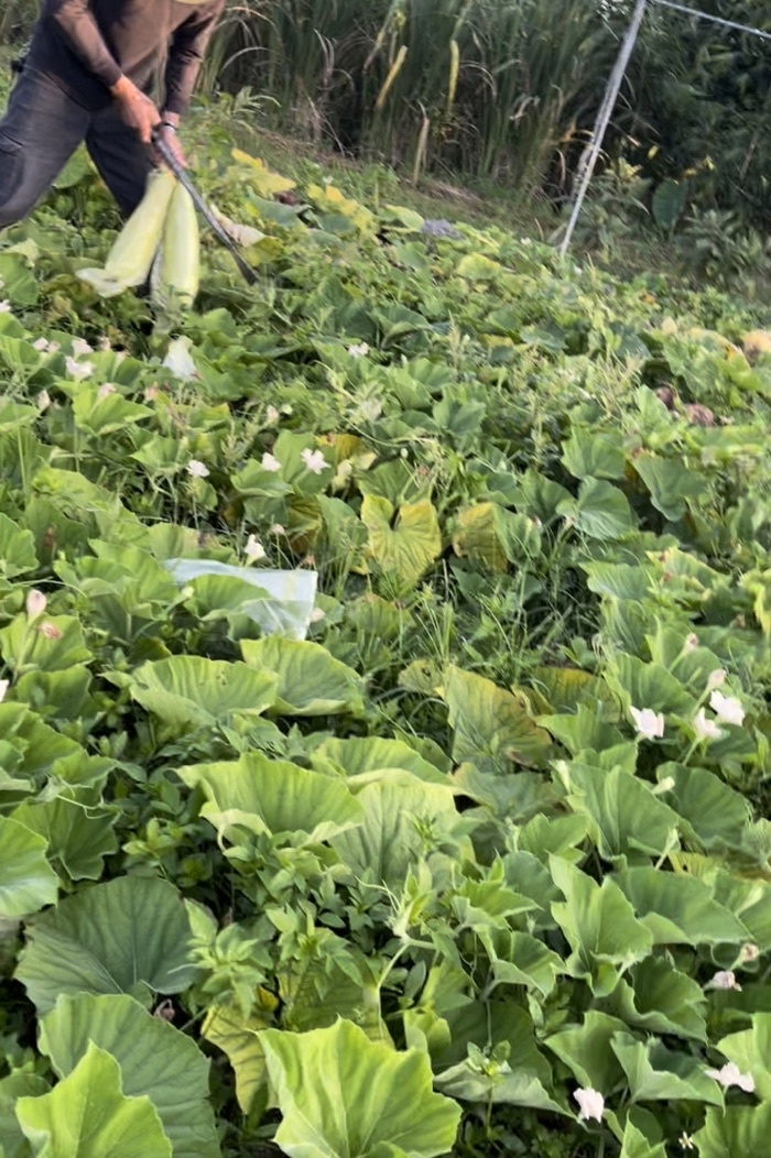 台灣生產製造瓠瓜(胡瓜)絲條/干瓢卷 瓠瓜絲 瓠瓜乾 蒲瓜 傳統食材 浦瓜 瓠瓜 包壽司 酸菜豬肚蒲阿結湯(胡瓜 | 蝦皮購物