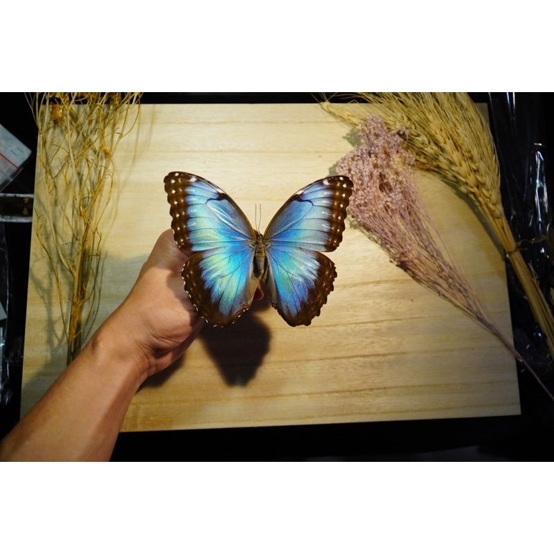 展翅板１４本蝶標本用品-