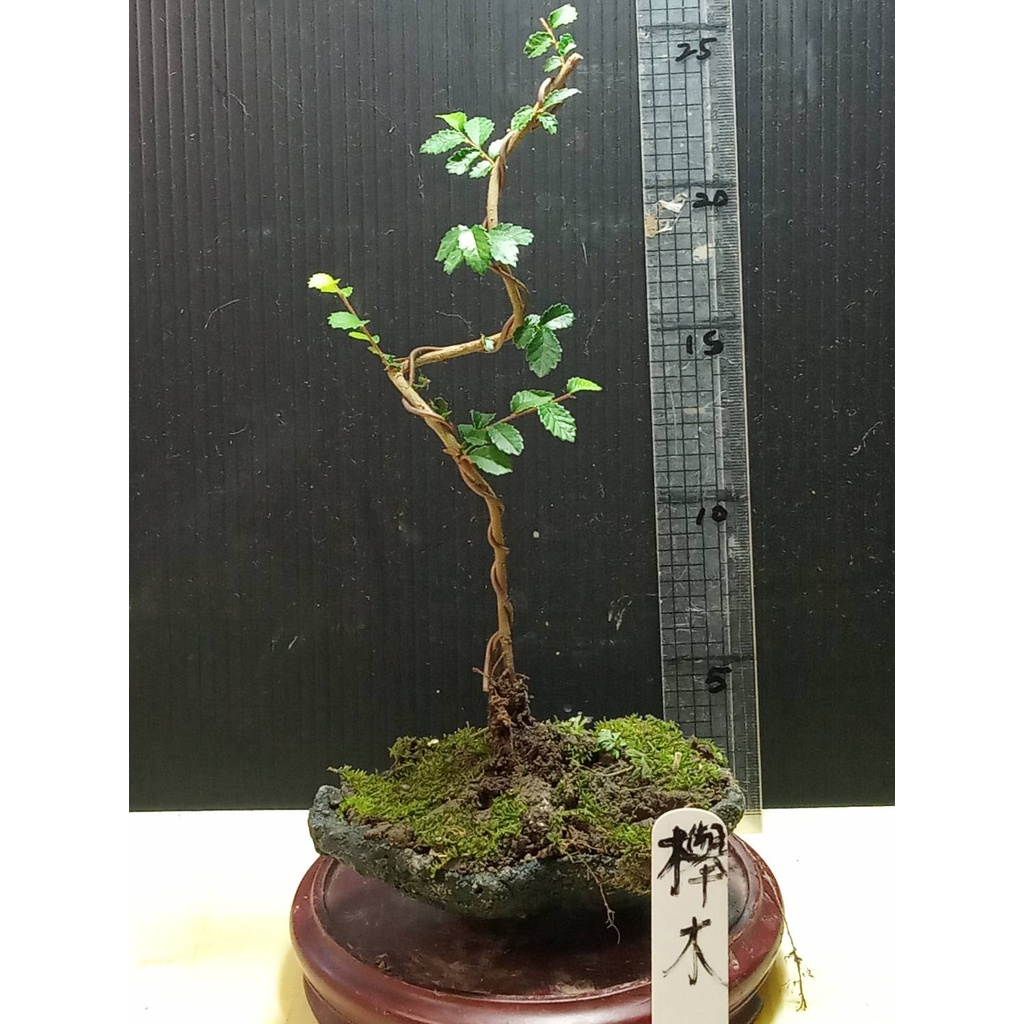 樂山 櫸木 H50 小型盆栽