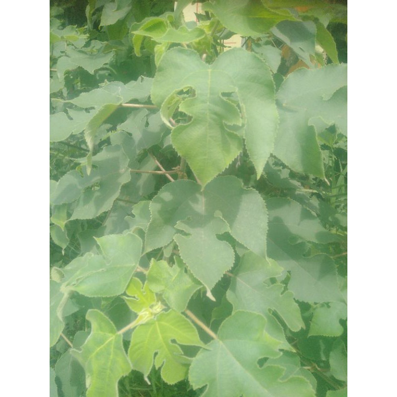 構樹，鹿仔樹。楮樹，新鮮枝葉，五台斤買5斤送1斤一斤60元 | 蝦皮購物