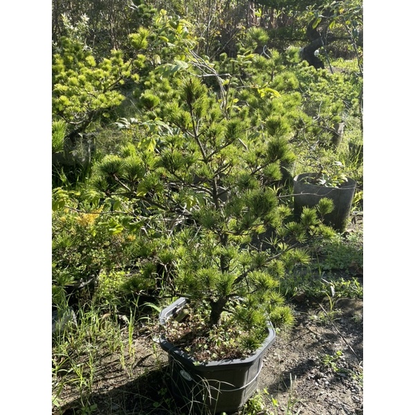 八房五葉松/各種大小都有| 蝦皮購物