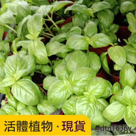 【🌿現貨活體植物🌿】甜蘿勒(羅勒)盆栽 香草植物 防蚊 防蟲植物 九層塔 | 蝦皮購物