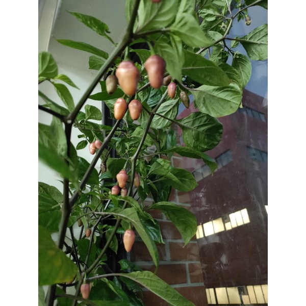 辣椒種子 菲達爾戈羅斯（Fidalgo Roxa) | 蝦皮購物