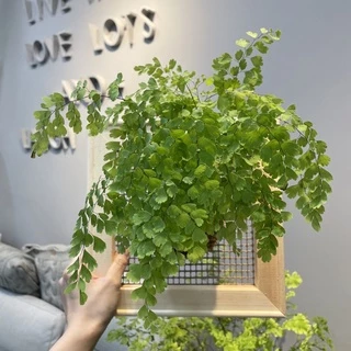 （鐵線蕨）植畫植說/上板植物/蕨類/觀葉植物/室內植物/苔球/療癒小品/畫框/餐廳佈置/居家擺設/裝飾