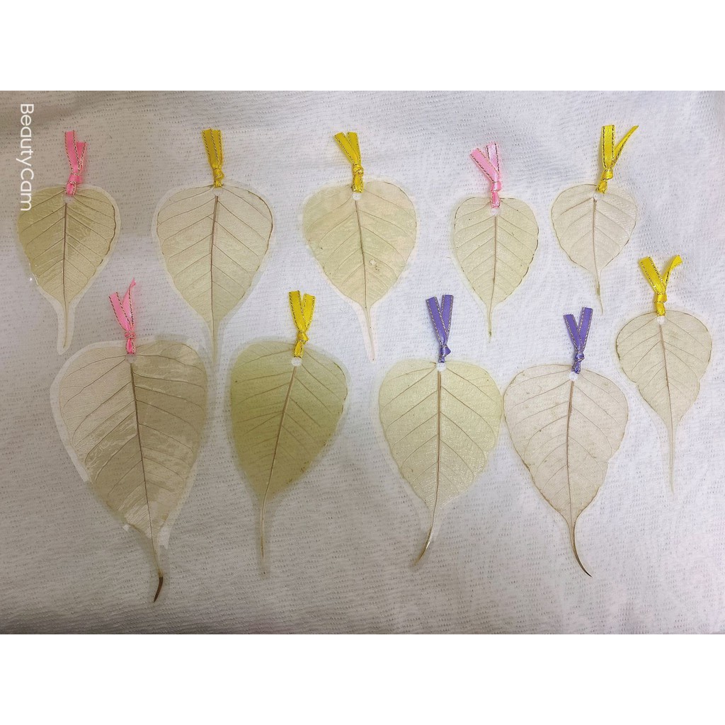 現貨菩提葉脈書籤 樹葉/葉子 /手作飾品 | 蝦 …