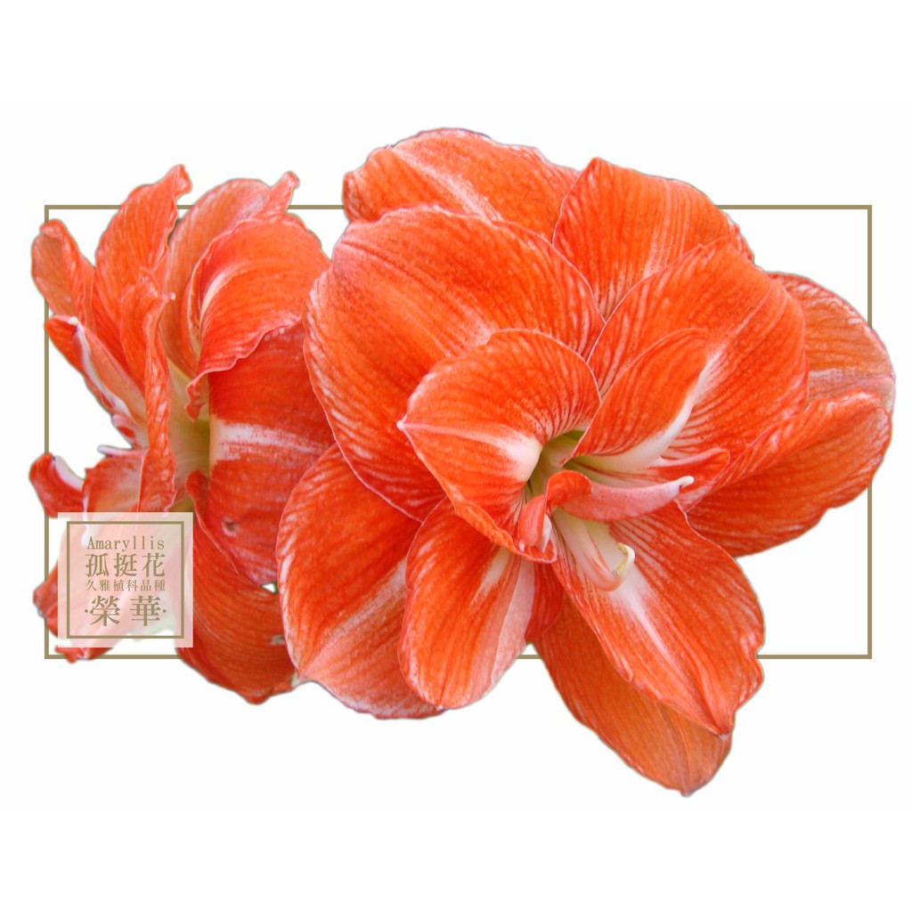 AG79 榮華◎久雅植科◎ 孤挺花/ 並蒂蓮球莖| 蝦皮購物