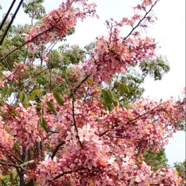 花旗木(10棵=$400) 高20-30公分，冬天落葉期，一箱可入30棵 。 | 蝦皮購物