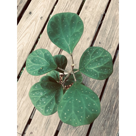 小盼菩提 Ficus Diversifolia 金錢榕 智慧樹 | 蝦皮購物