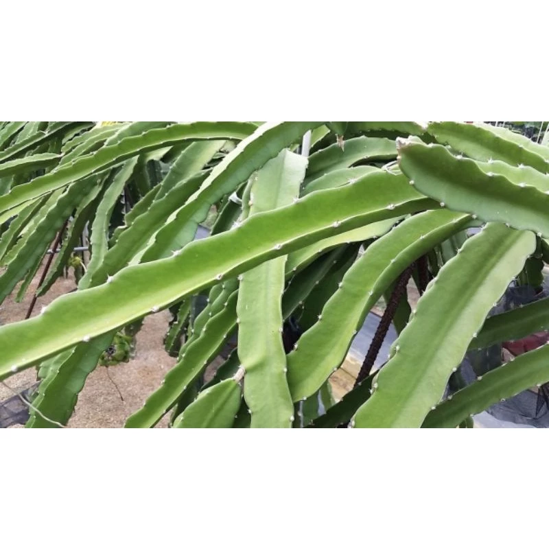 享食FUN EAT紅肉火龍果枝條，大紅品種紅龍果水果苗30公分