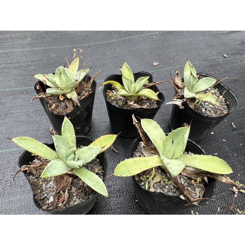 八荒交雷神（八雷）4吋| 蝦皮購物