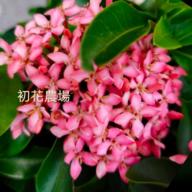 初花農場2店|仙丹|矮仙丹｜煙火仙丹｜斑葉仙丹｜3寸黑軟袋/6寸盆|室外植物｜觀花植物|冬天會黃葉｜ | 蝦皮購物