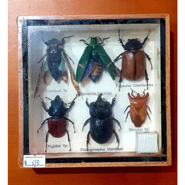 [as2客訂保留]國外帶回 真實昆蟲標本 甲蟲標本 展示 教學 收藏 木盒裝 玻璃表面