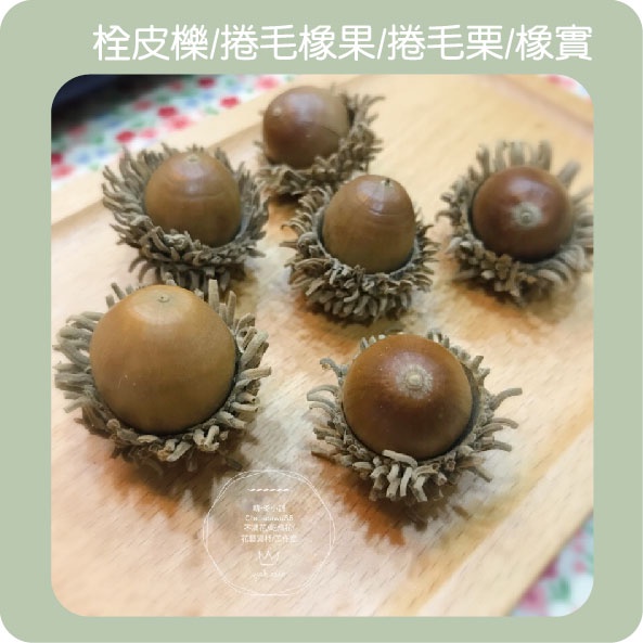 *晴冬小舖* 乾燥果實-栓皮櫟/捲毛橡果/捲毛栗/橡實 聖誕節果實 帽子橡果 | 蝦皮購物