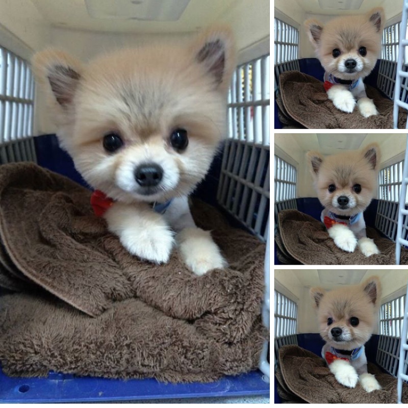 大谷翔平Topps Project70 Card 890 - Shohei Ohtani by Snoop Dogg