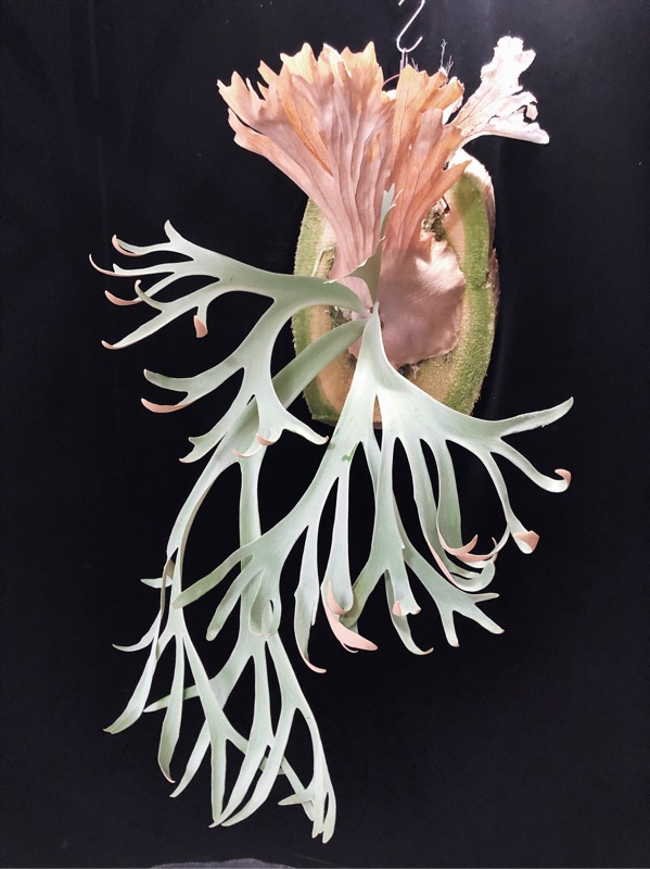 P.willinckii Wild Indonesia # 02(鹿角蕨上板、爪哇鹿角蕨、文青植物