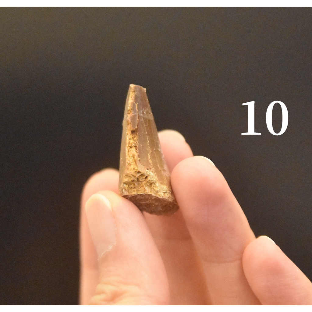 【滄龍】真品 Mosasaur 滄龍牙4 牙齒化石 白堊紀 爬蟲類 自然科學 恐龍 | 蝦皮購物