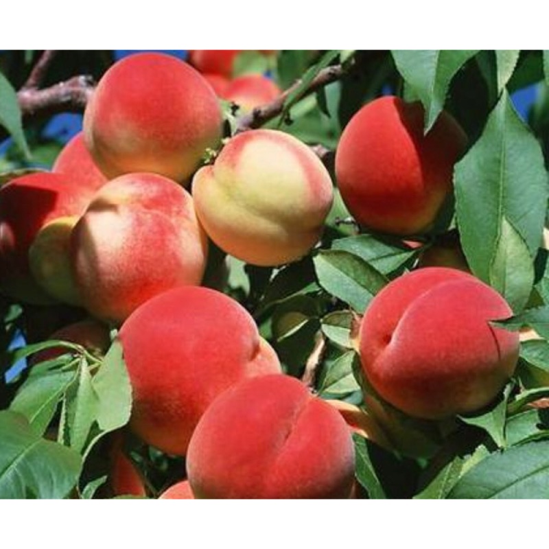 霏霏園藝特大水蜜桃。特大甜桃 紅寶石 可以選品種喔 高山。平地海拔都適合種 | 蝦皮購物