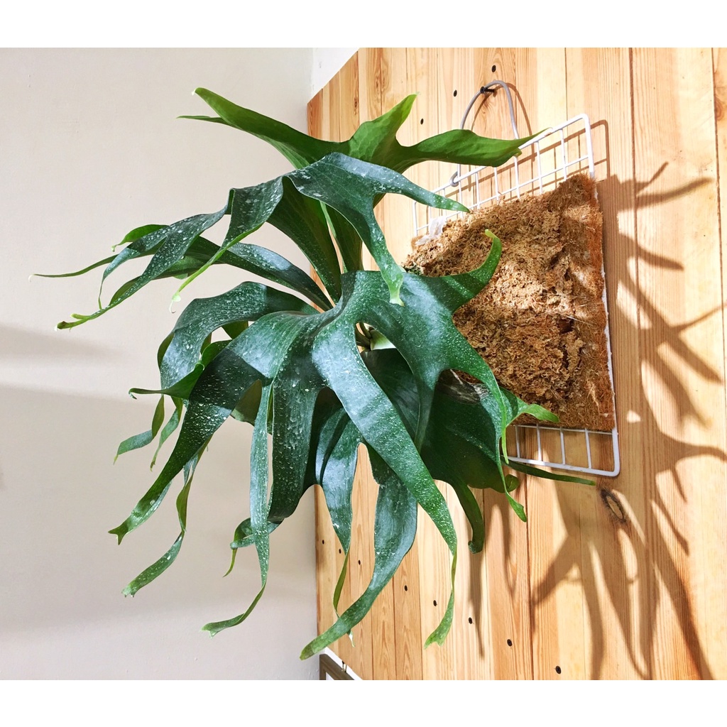 綴化深綠鹿角蕨Platycerium hillii - cmystudio | 蝦皮購物