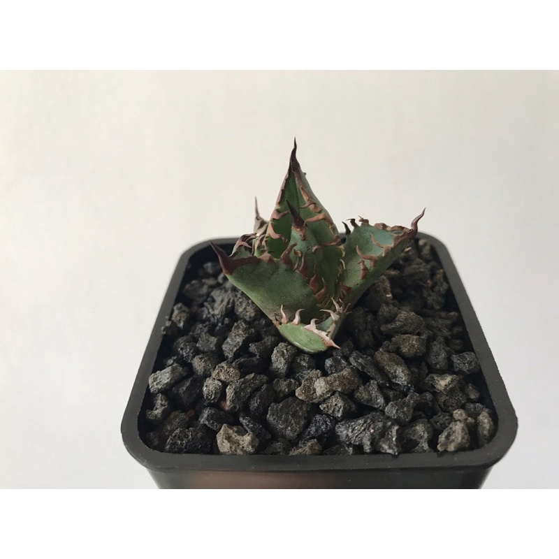 Agave titanota 'red catweazle' 特選紅貓嚴龍芽_美刺寬葉_嚴龍/龍舌蘭