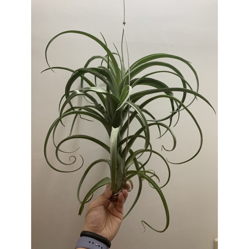 花鳥畫卷軸畫- Top 1000件花鳥畫卷軸畫- 2025年5月更新- Taobao