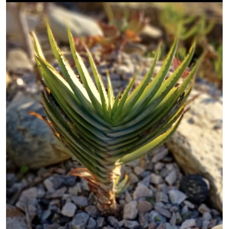 【高木の森】🅑🅞🅣🅐🅝🅘🅒-碧玉扇蘆薈 Aloe lineata /多肉植物/蘆薈科 | 蝦皮購物