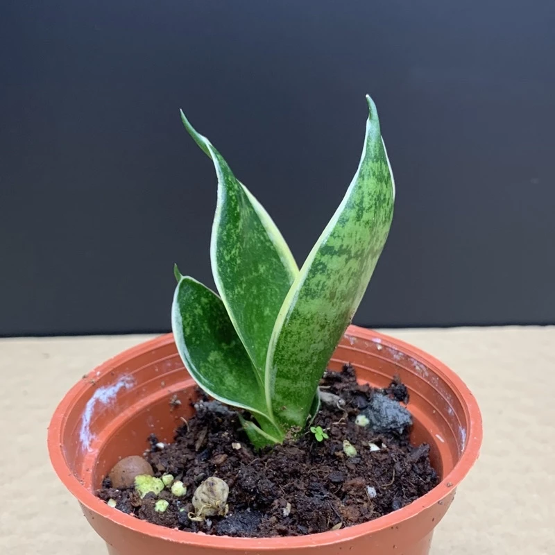 7款超好養室內多肉植物推薦!新手必看入門指南 7款超好養室內多肉植物推薦!新手必看入門指南
