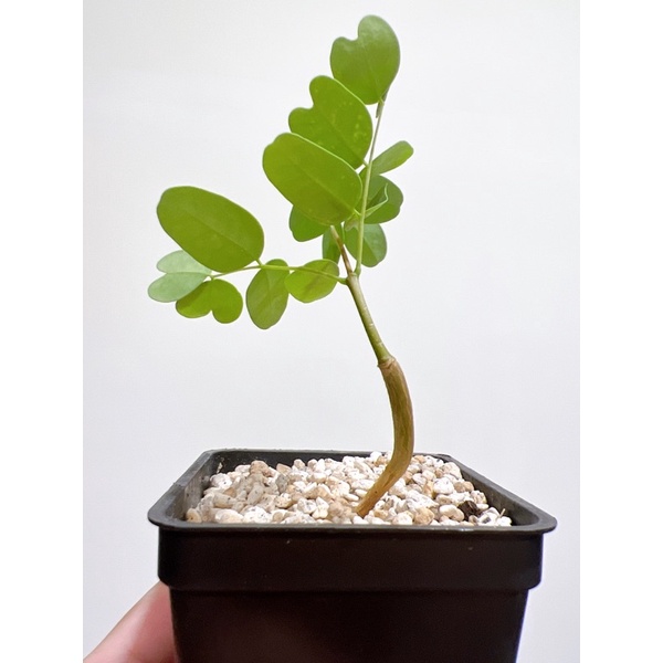 一物一拍-🌵普米拉鳳凰木塊根🌵】實生/ 穩根含盆出| 蝦皮購物