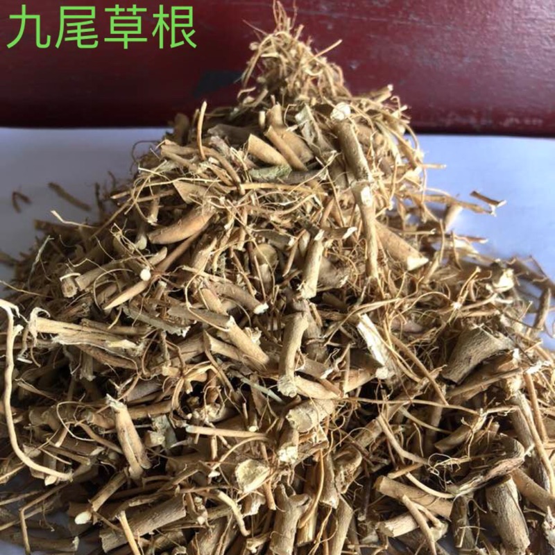 九尾草（通天草、狗尾草） | 蝦皮購物