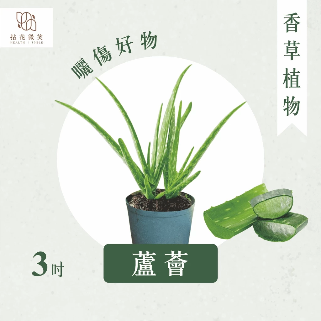 【拈花微笑】蘆薈3吋盆栽