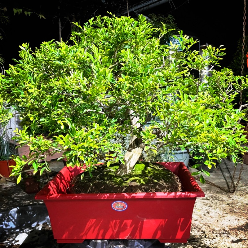 藝樹植栽」五葉松盆栽-造型盆栽-中品大品盆栽| 蝦皮購物