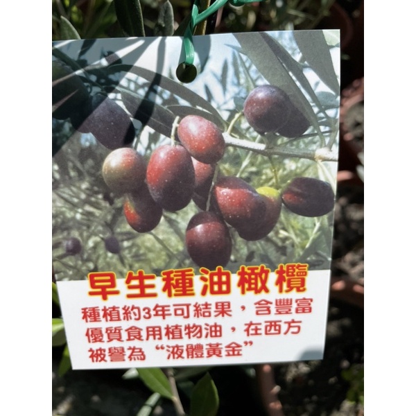 早生油橄欖6吋盆一棵700元 | 蝦皮購物